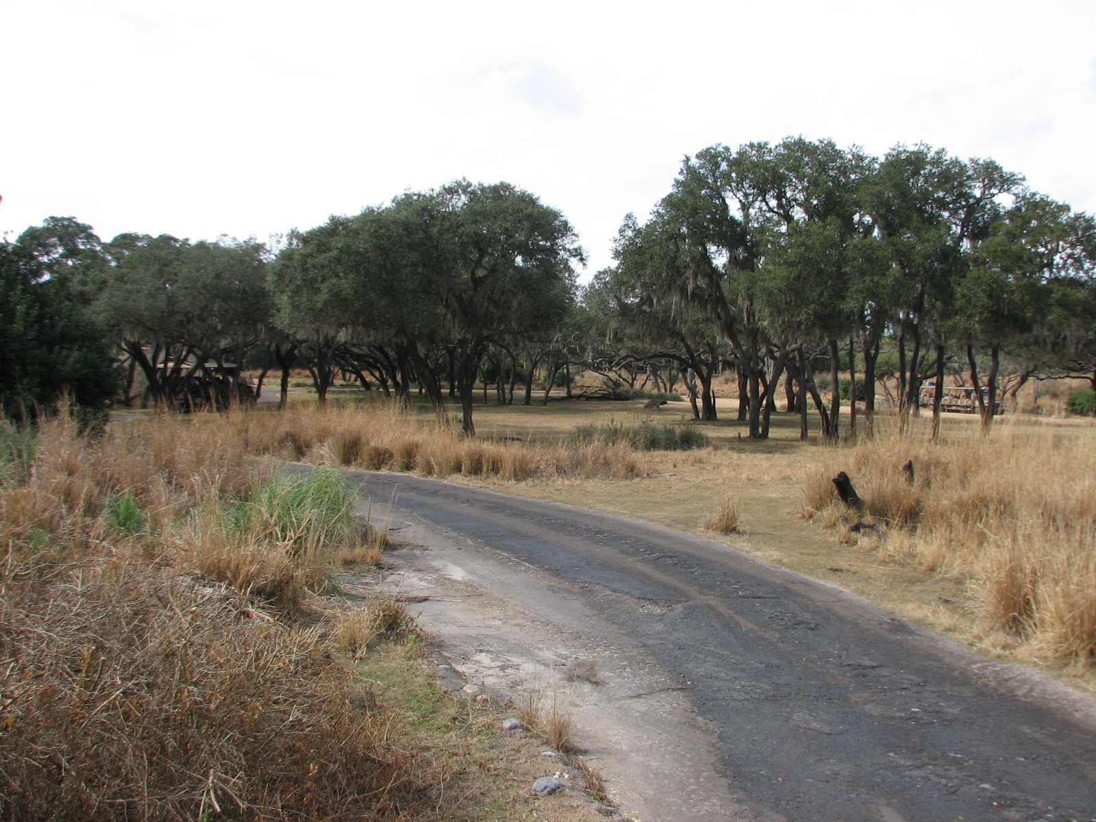 Kilimanjaro Safaris - Serengeti Savanna Exhibit