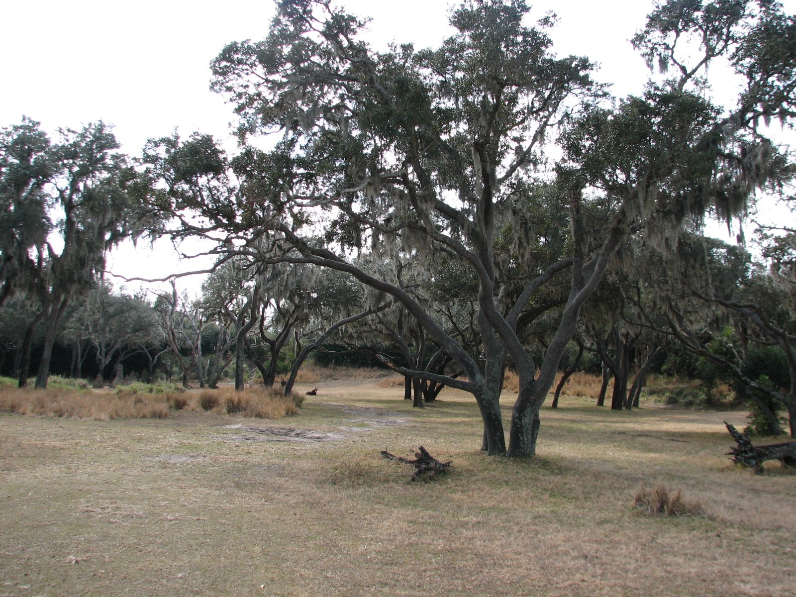 Kilimanjaro Safaris - Serengeti Savanna Exhibit