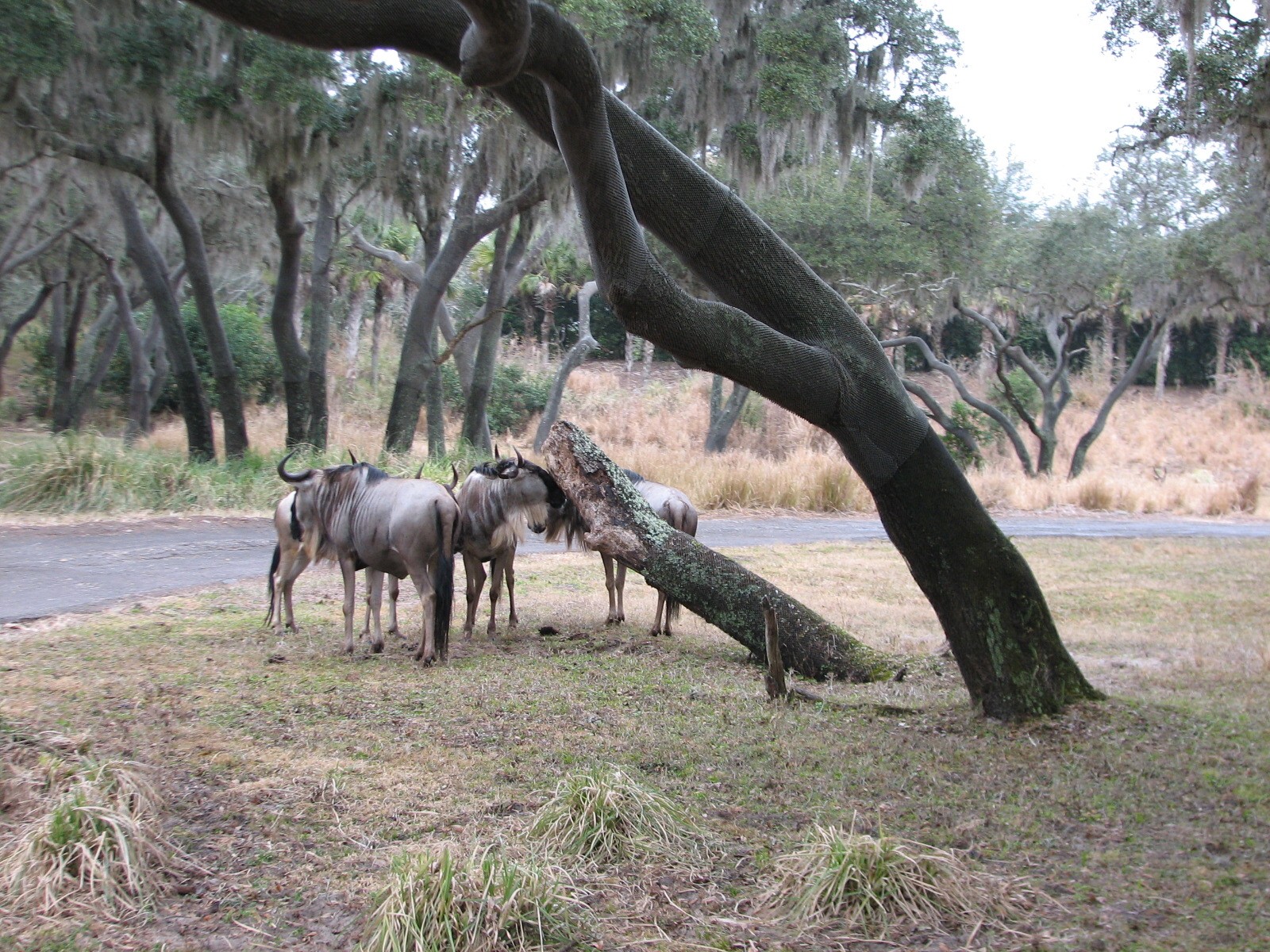 Kilimanjaro Safaris - Serengeti Savanna Exhibit