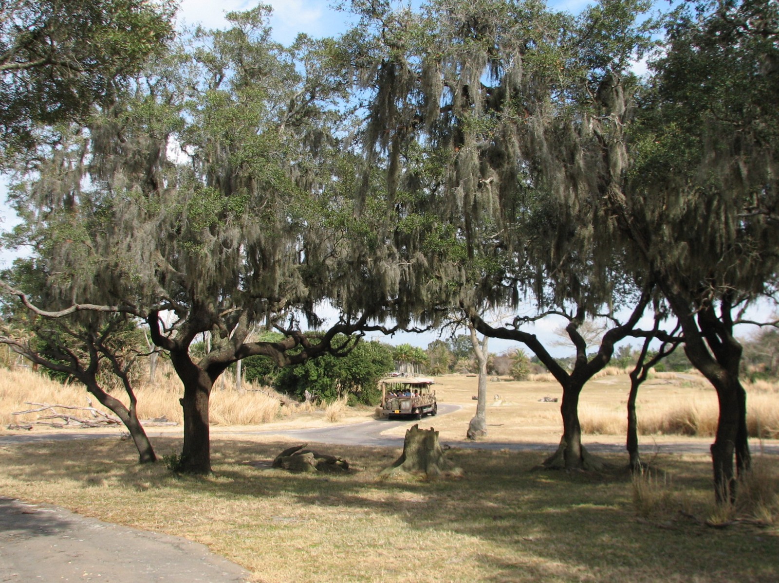 Kilimanjaro Safaris - Serengeti Savanna Exhibit