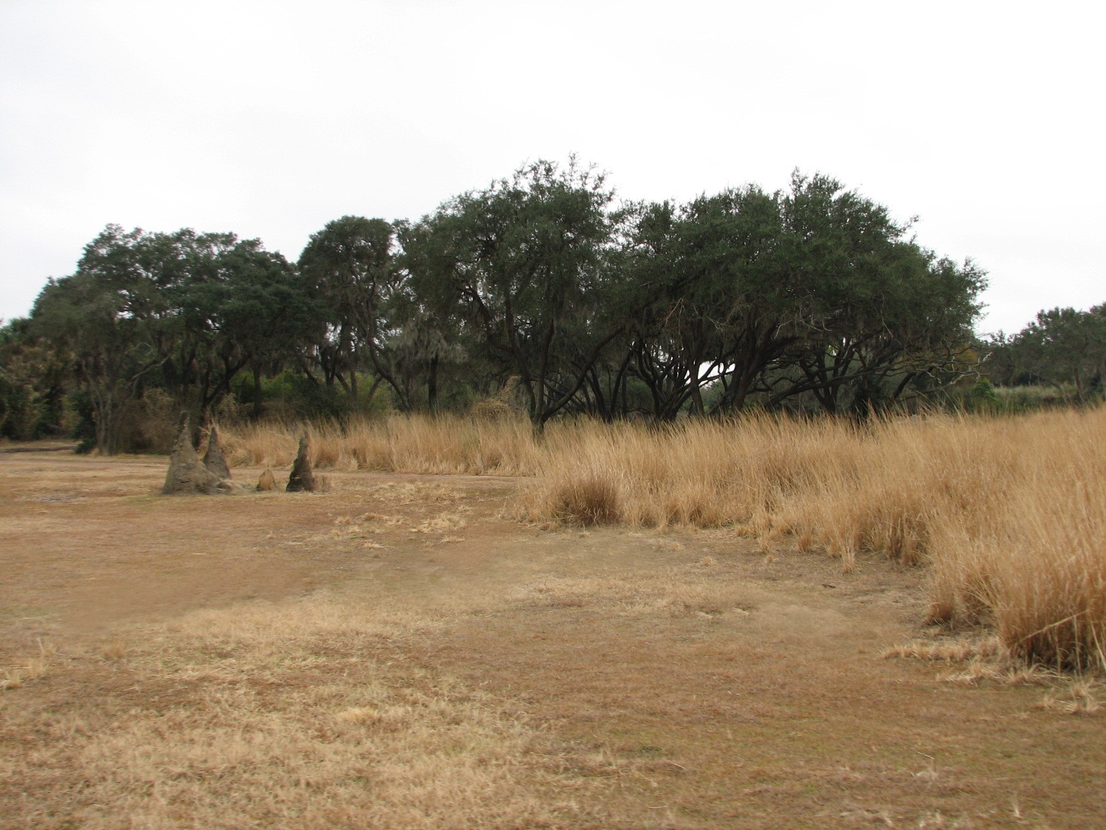 Kilimanjaro Safaris - Serengeti Savanna Exhibit
