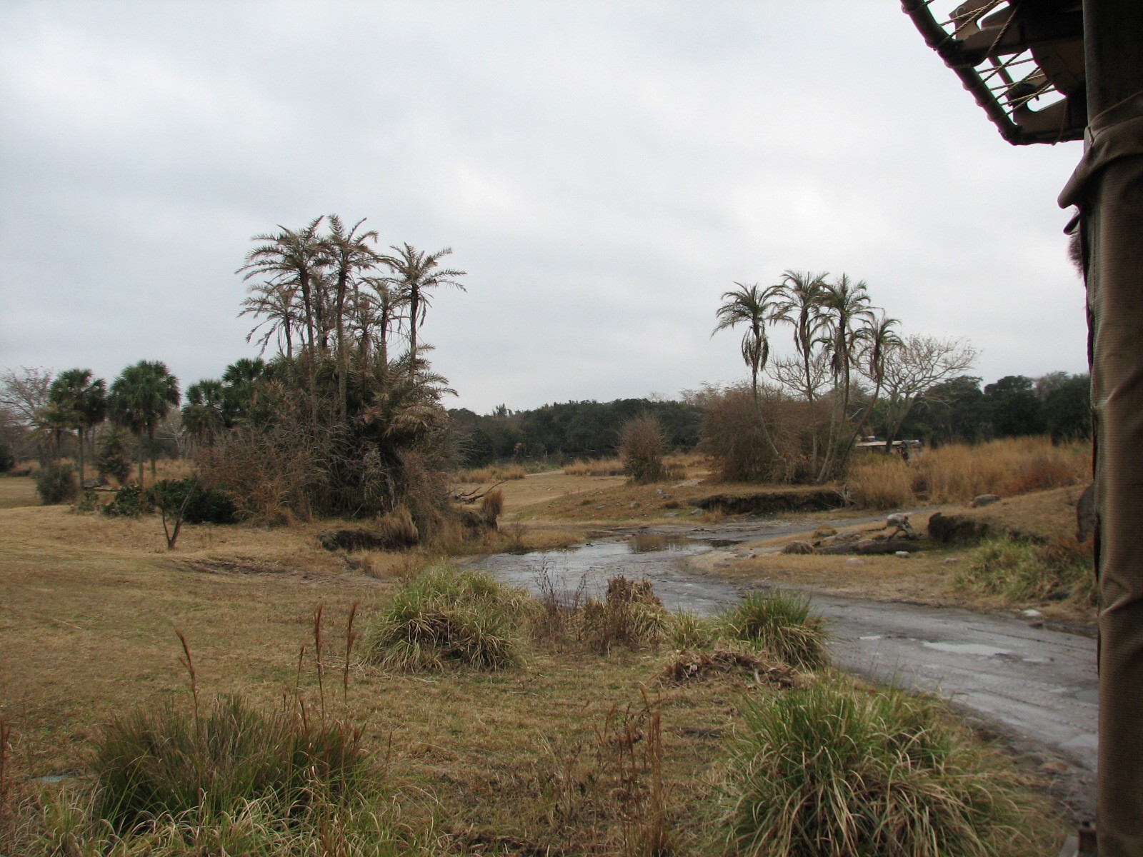 Kilimanjaro Safaris - Serengeti Savanna Exhibit