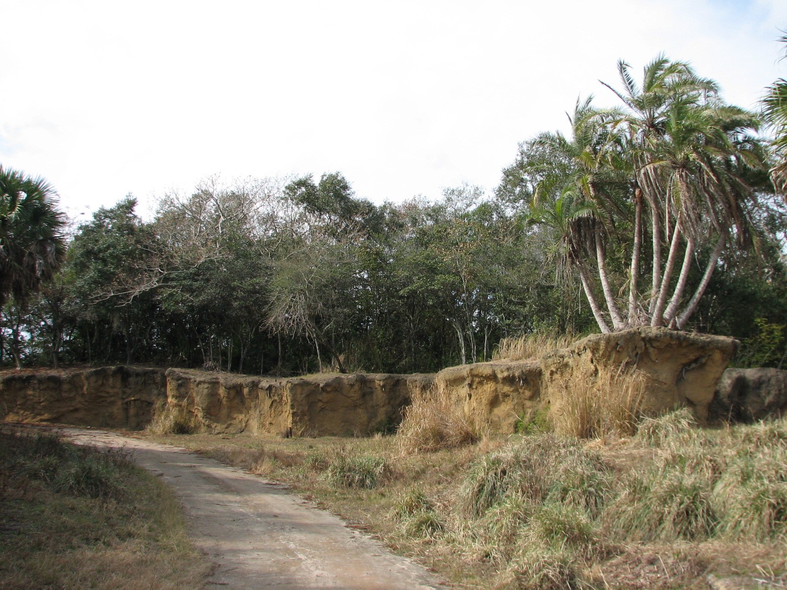 Kilimanjaro Safaris - Serengeti Savanna Exhibit