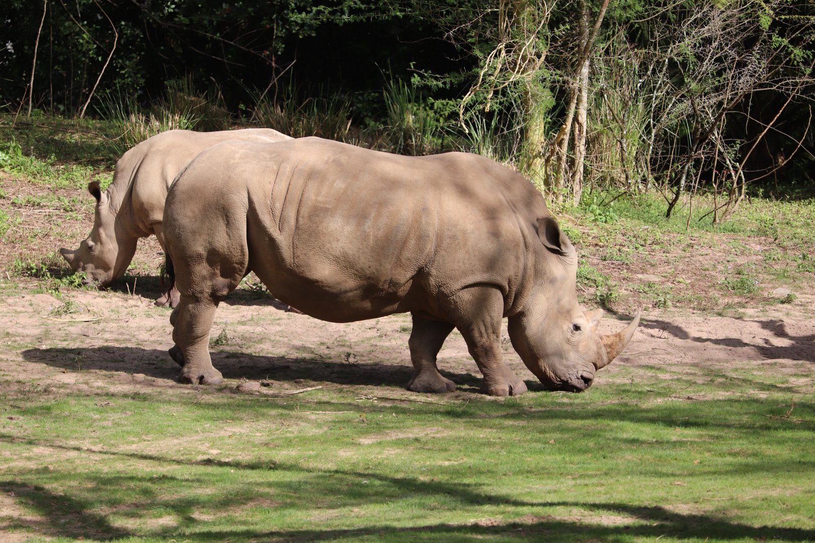 Kilimanjaro Safaris - Southern White Rhinoceros