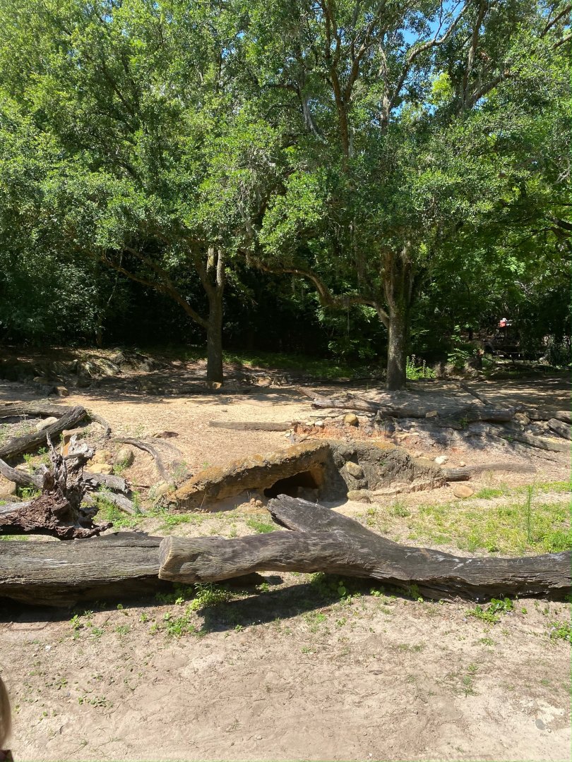 Kilimanjaro Safaris- Warthog Exhibit