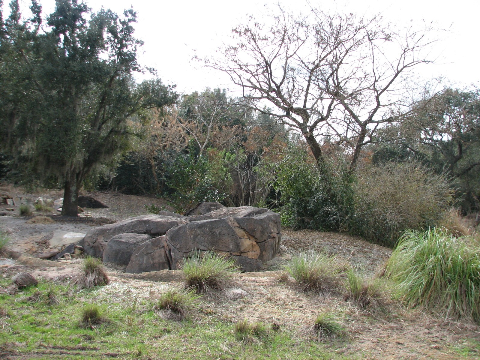 Kilimanjaro Safaris - Warthog Exhibit