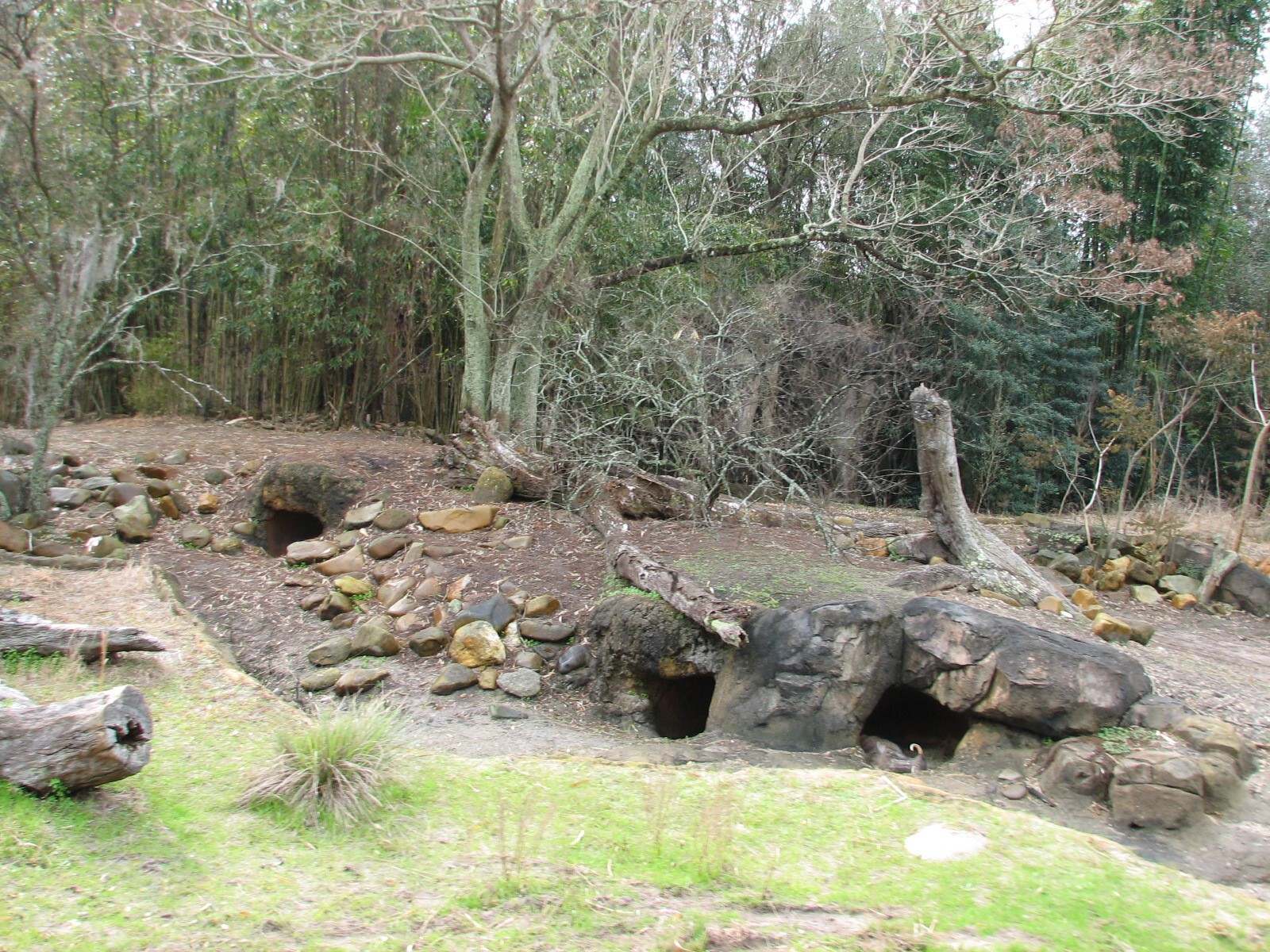 Kilimanjaro Safaris - Warthog Exhibit
