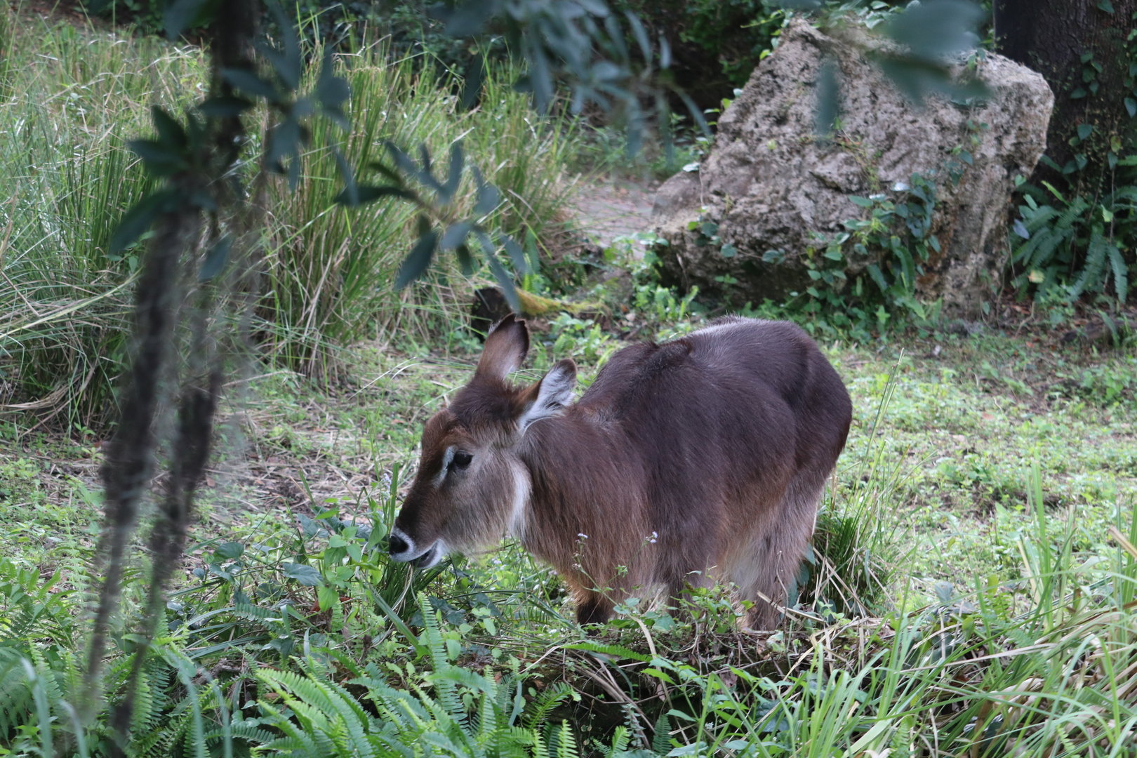 Kilimanjaro Safaris - Waterbuck