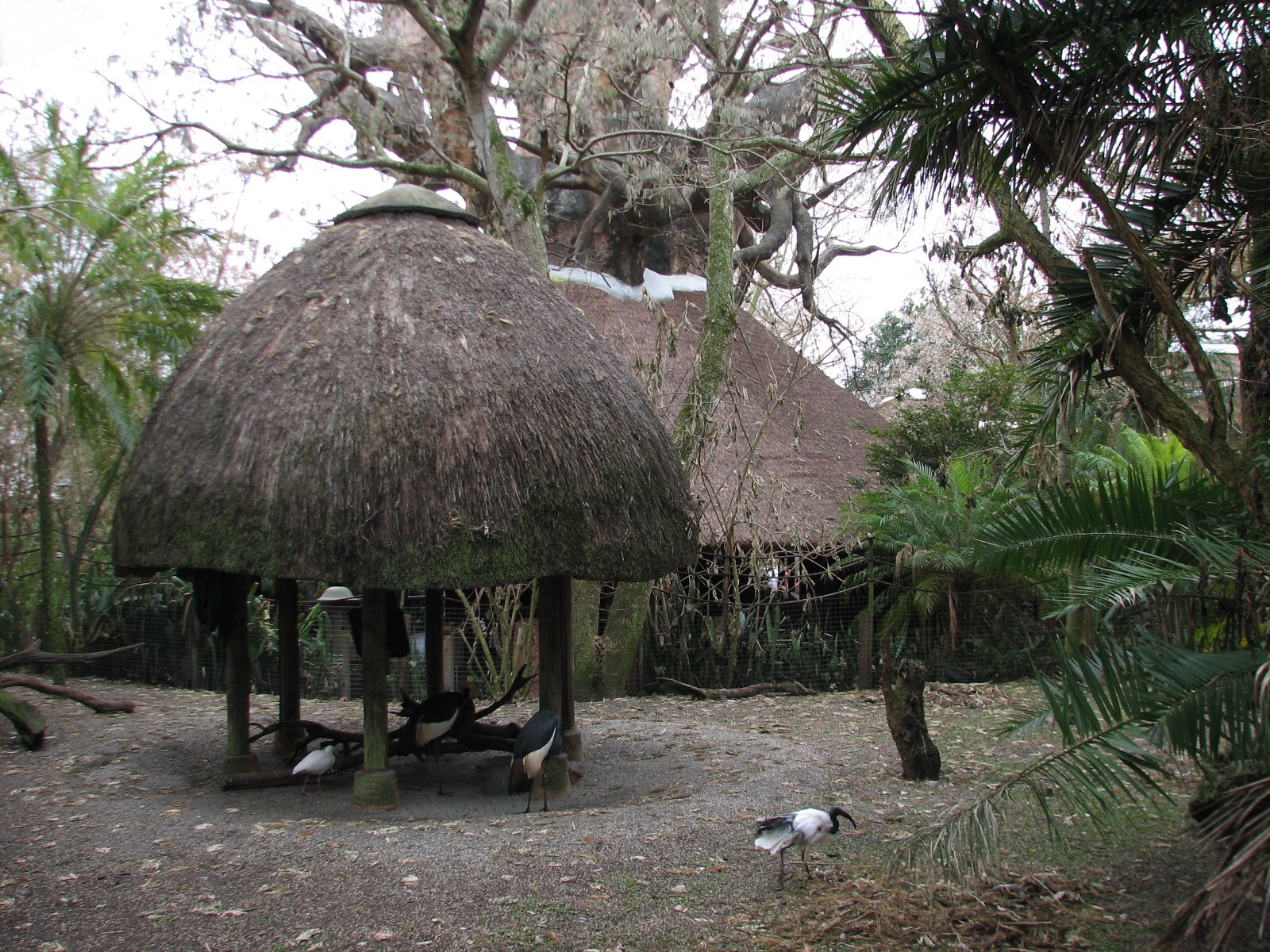 Kilimanjaro Safaris - West African Crowned Crane and Sacred Ibis Exhibit in