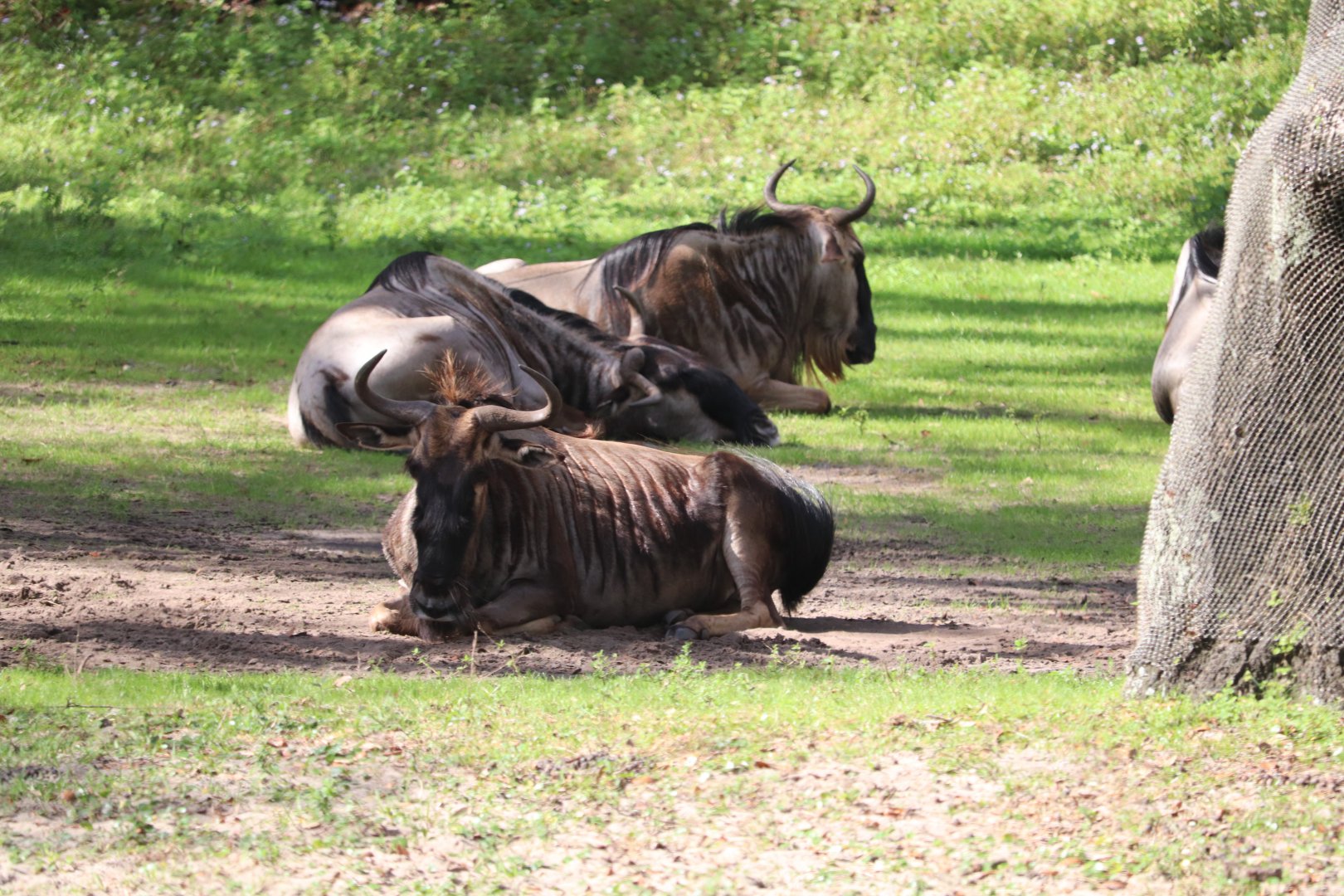 Kilimanjaro Safaris - White-bearded Wildebeest