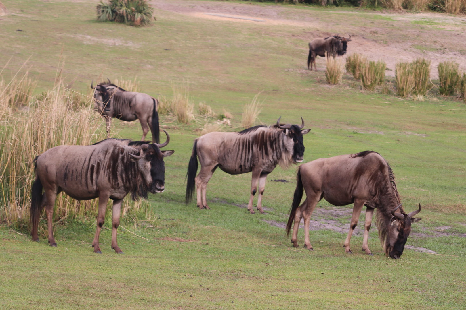 Kilimanjaro Safaris - White-Bearded Wildebeest