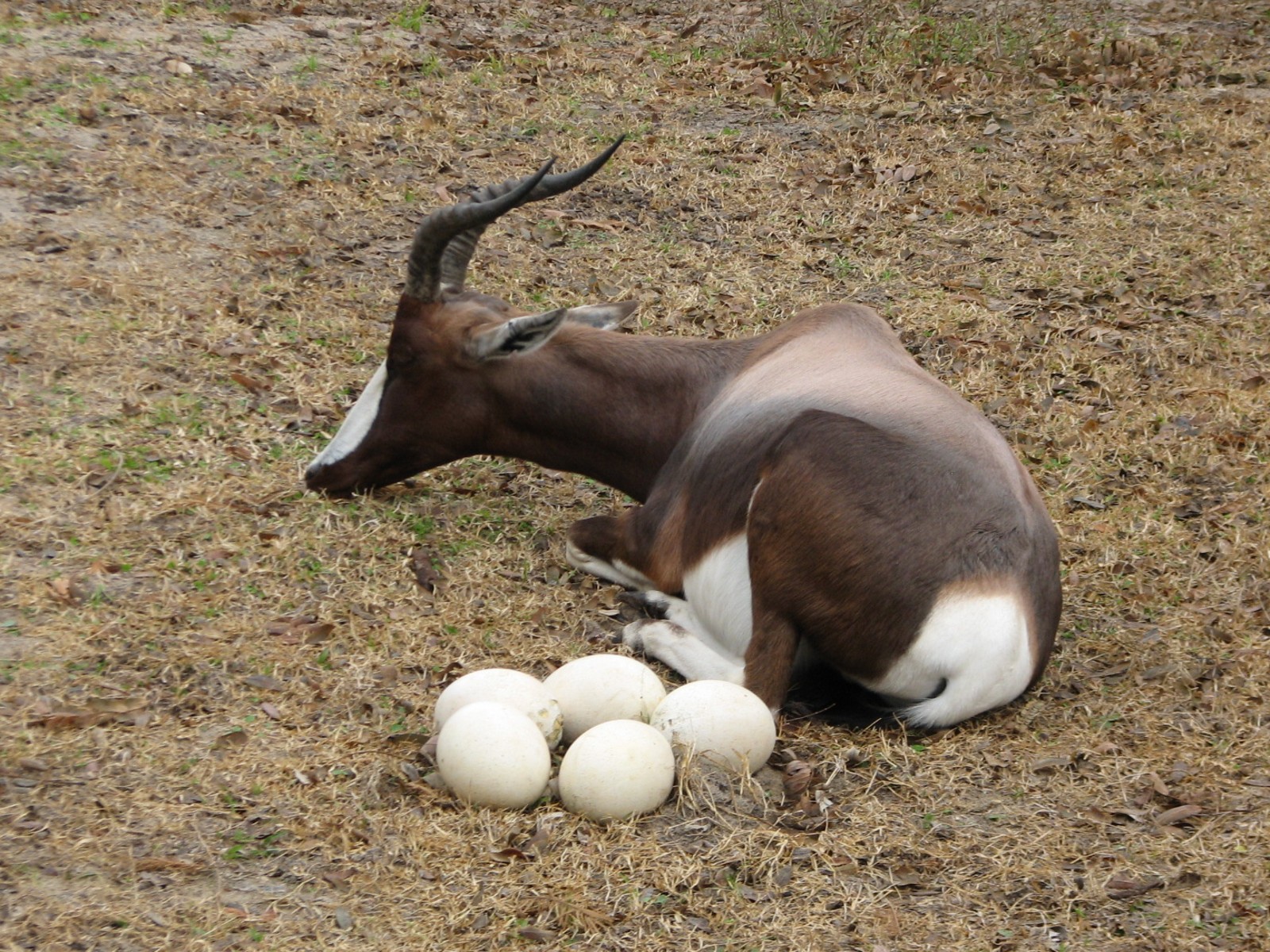 Kilimanjaro Safaris - White Rhino Savanna Exhibit - Bontebok and Simulated