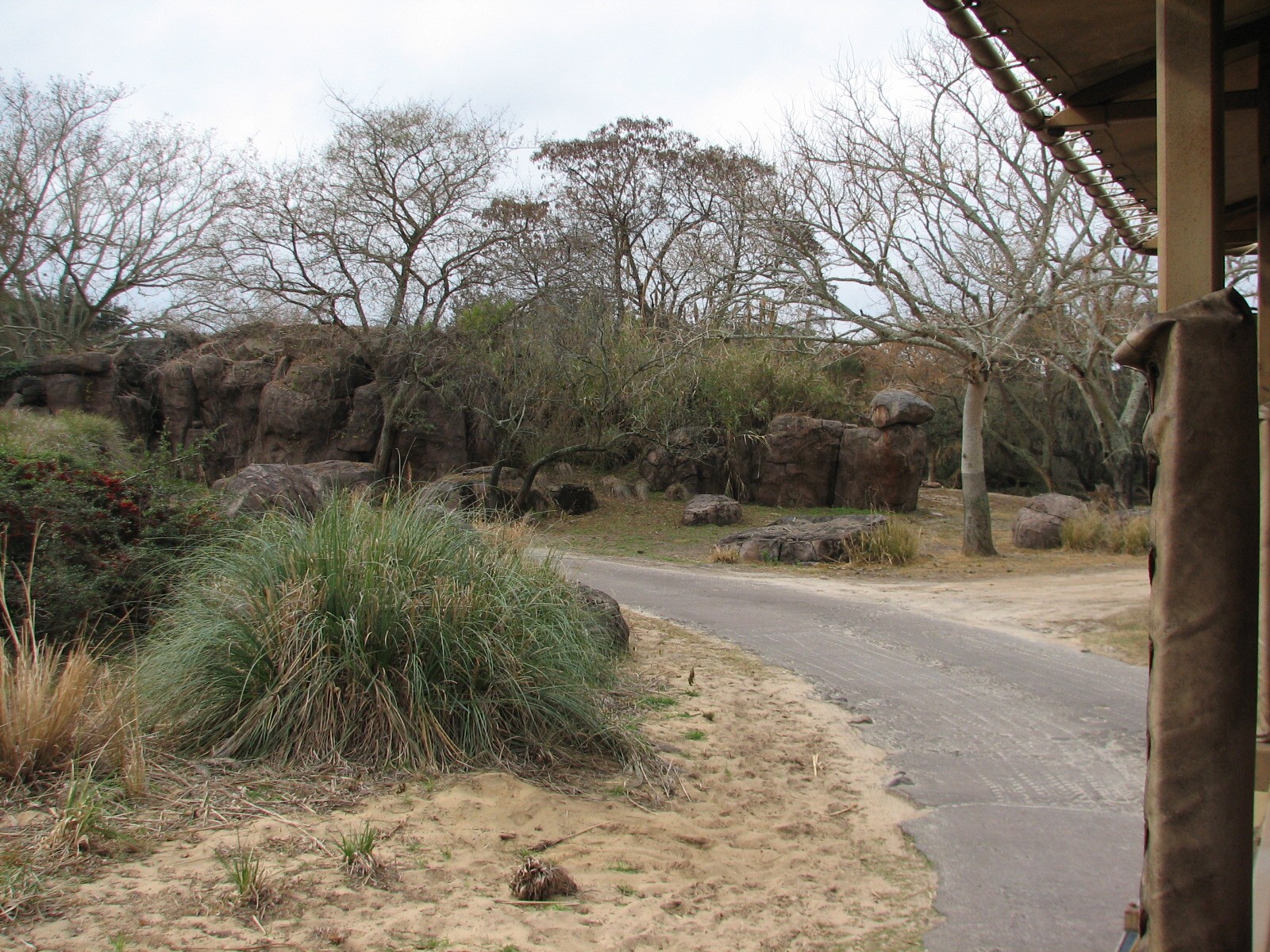 Kilimanjaro Safaris - White Rhino Savanna Exhibit