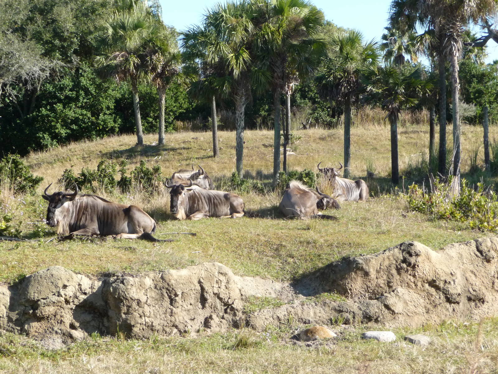 Kilimanjaro Safaris