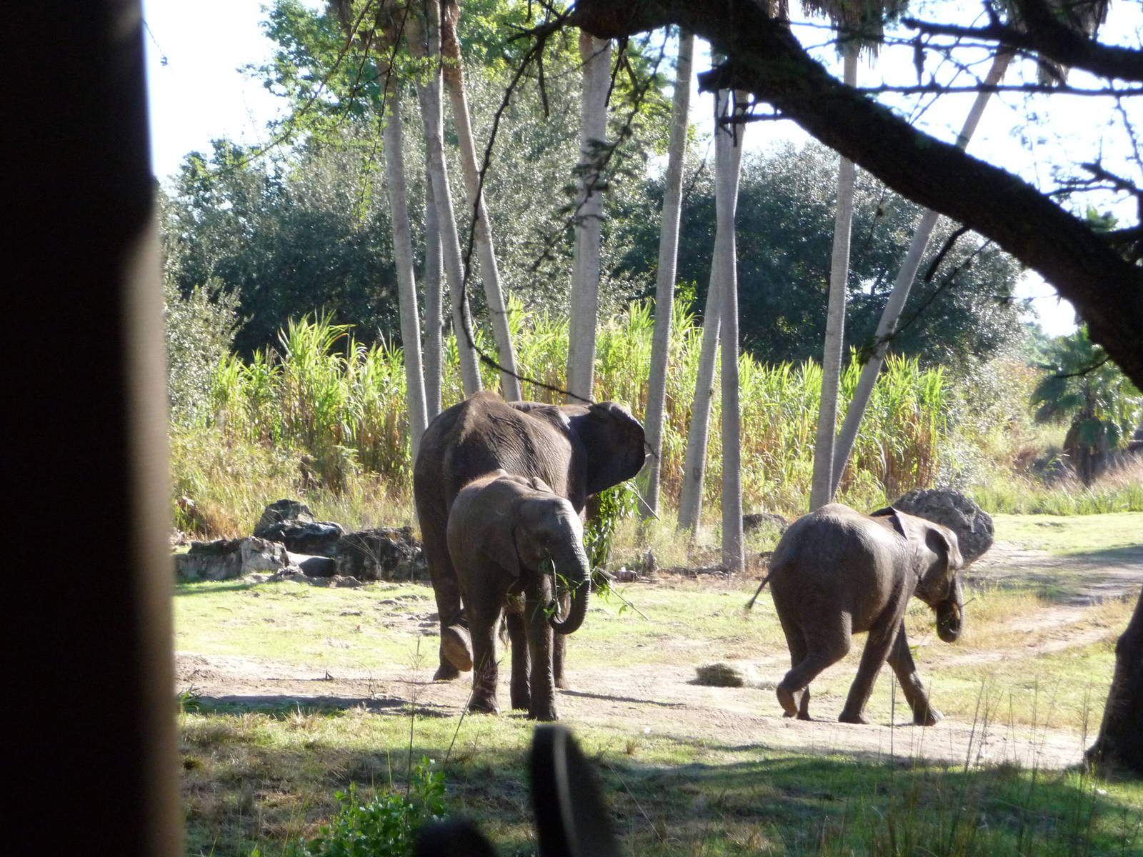 Kilimanjaro Safaris