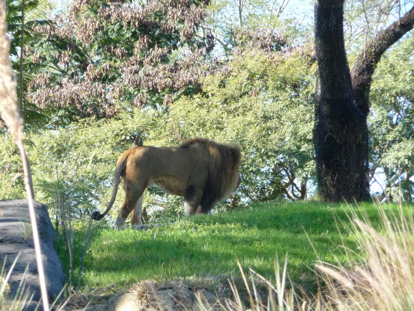 Kilimanjaro Safaris