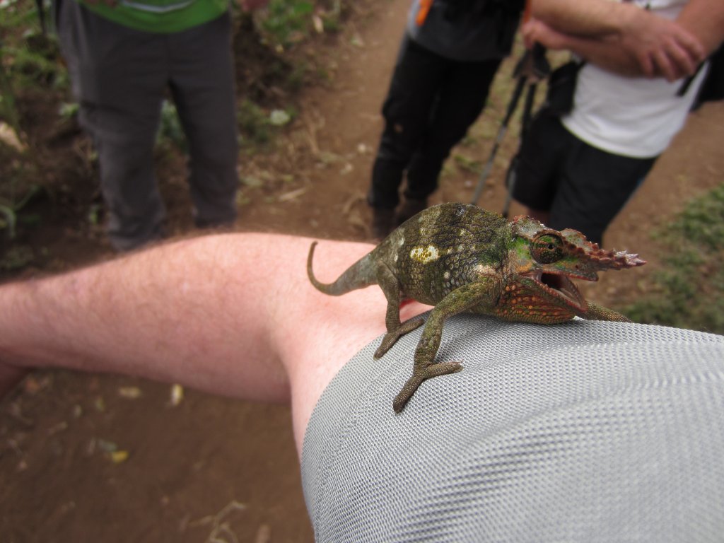 Kilimanjaro Two-horned Chameleon