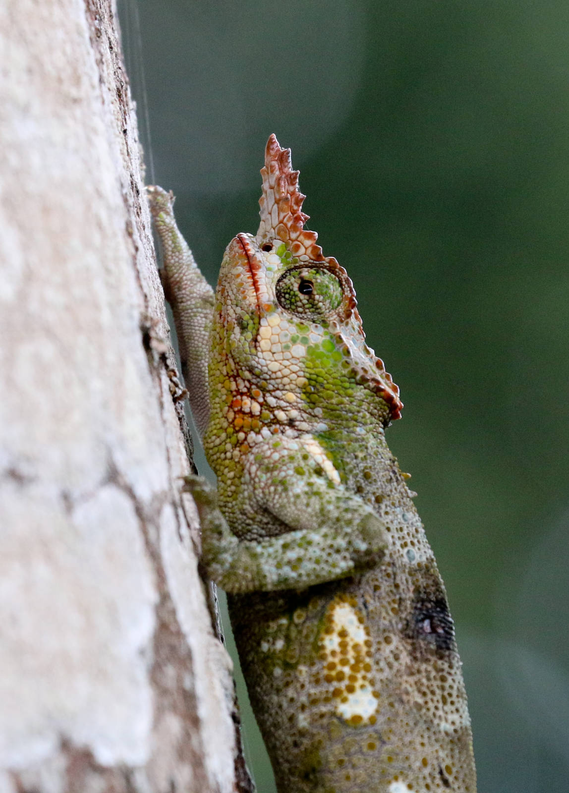 Kilimanjaro Two-horned Chameleon