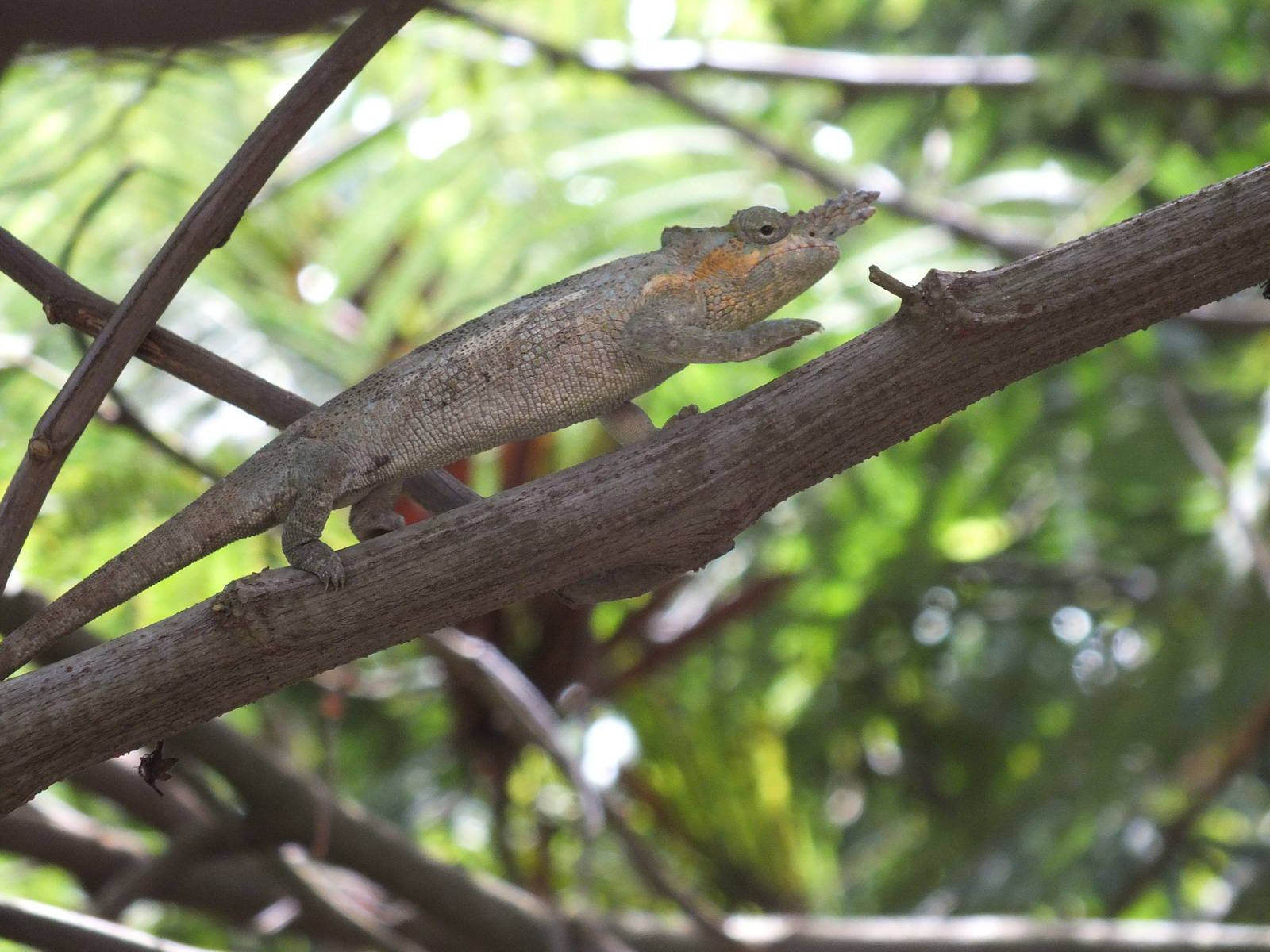 Kilimanjaro two-horned Chameleon