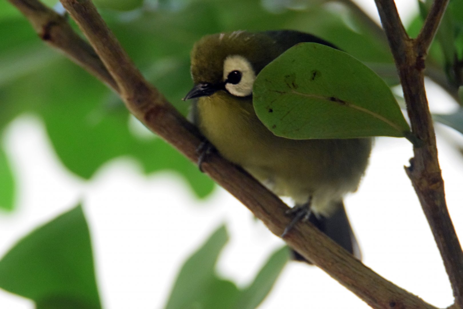 Kilimanjaro White-eye, 25.10.2019