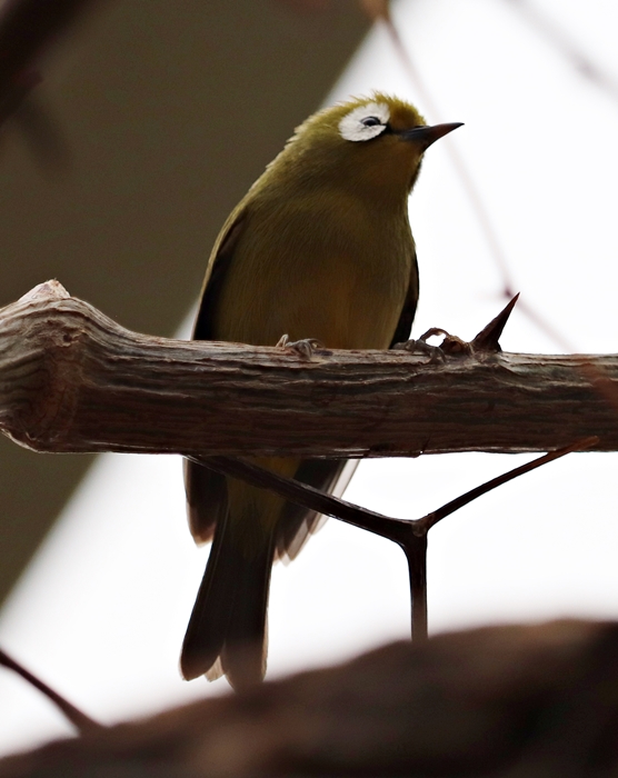 Kilimanjaro White-eye (Zosterops eurycricotus) - Tropen-Aquarium