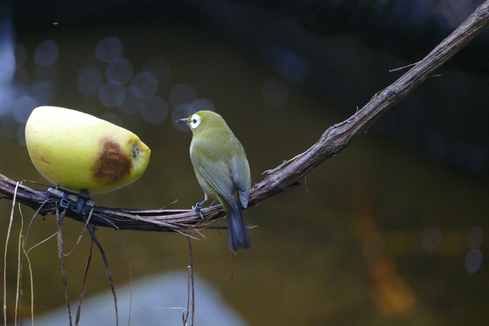 Kilimanjaro white-eye (Zosterops eurycricotus)