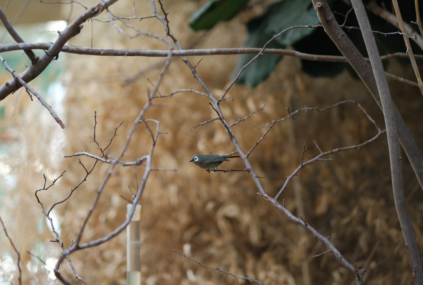 Kilimanjaro White-eye (Zosterops eurycricotus)