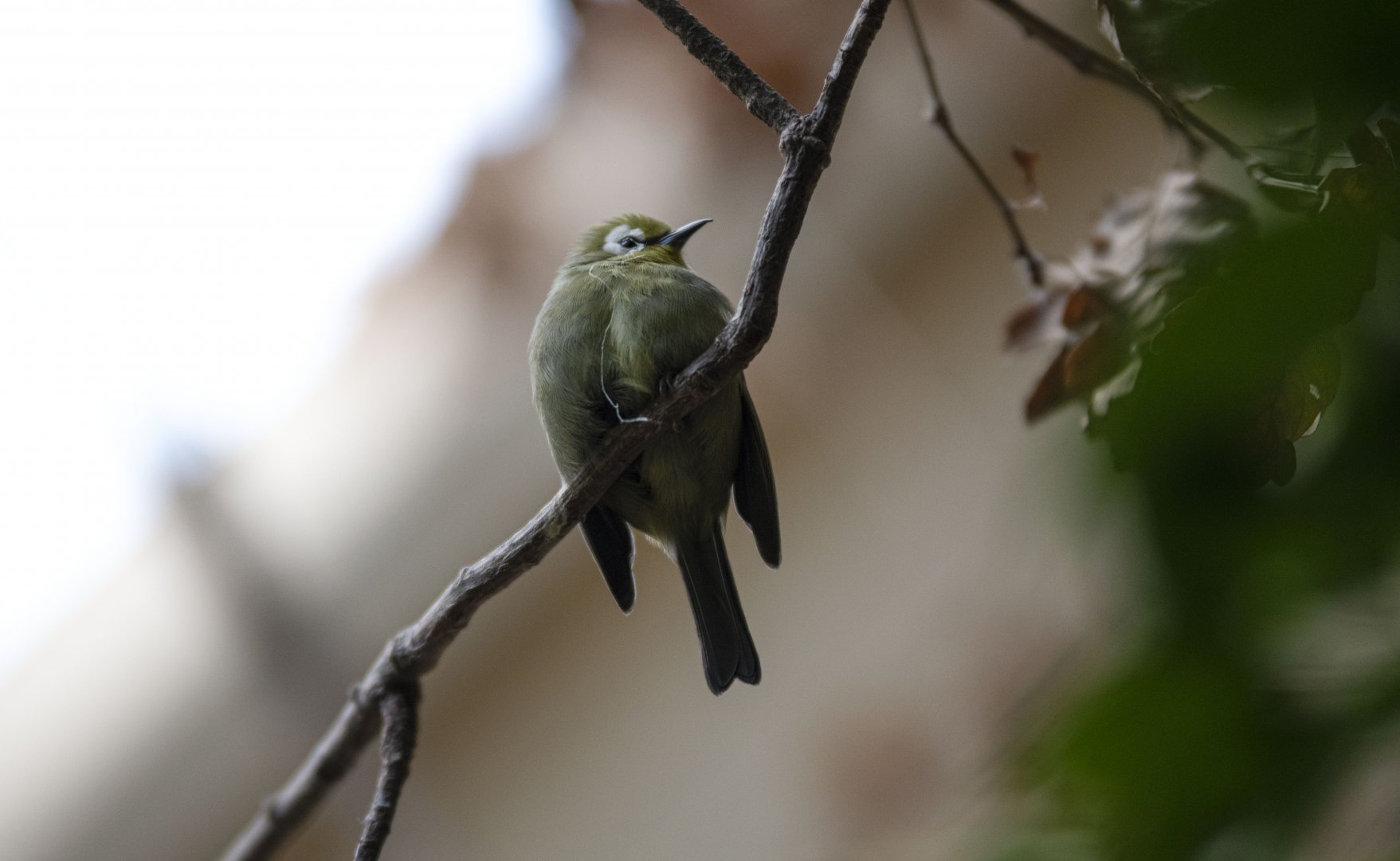 Kilimanjaro white-eye (Zosterops poliogastrus eurycricotus)