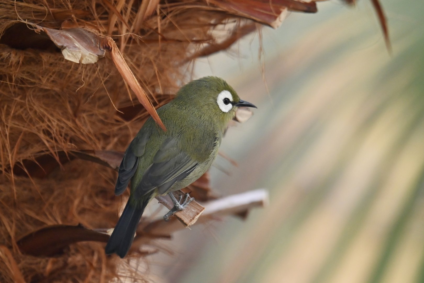 Kilimanjaro white-eye Zosterops poliogastrus eurycricotus