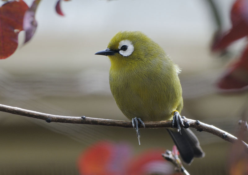Kilimanjaro white-eye