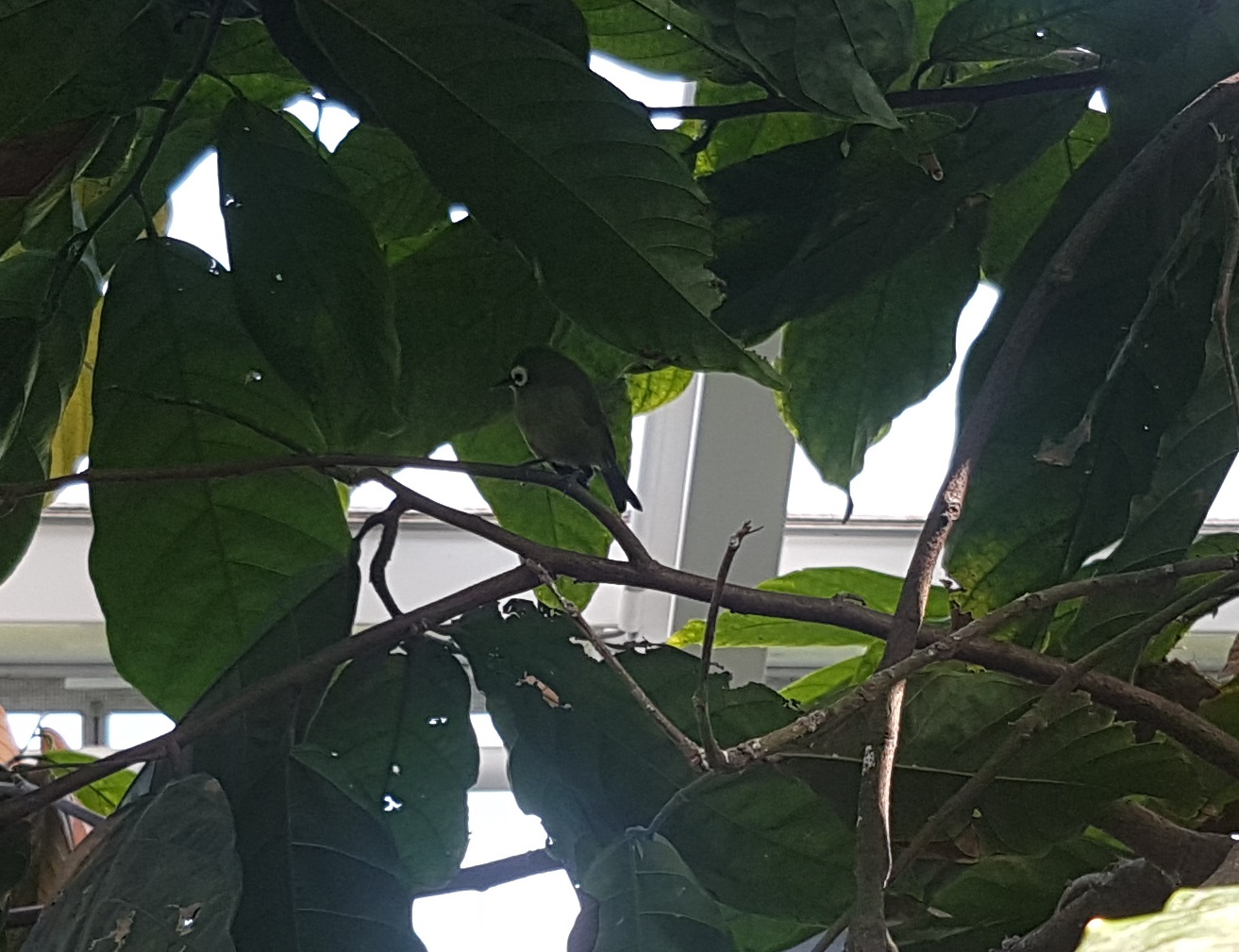 Kilimanjaro white-eye