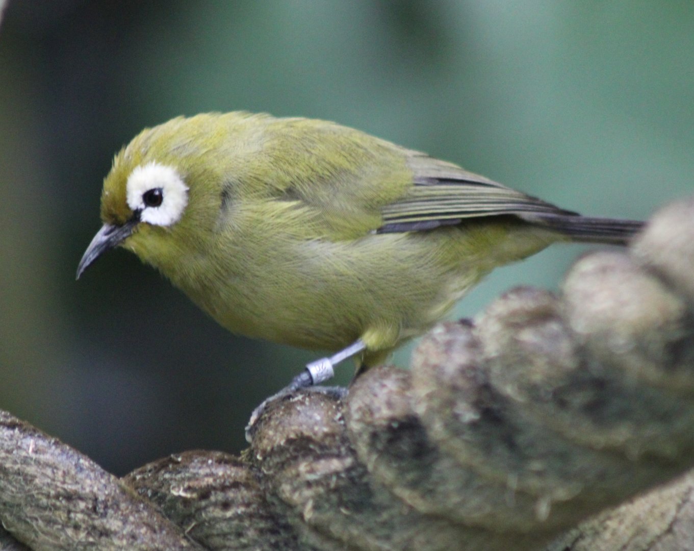 Kilimanjaro white-eye