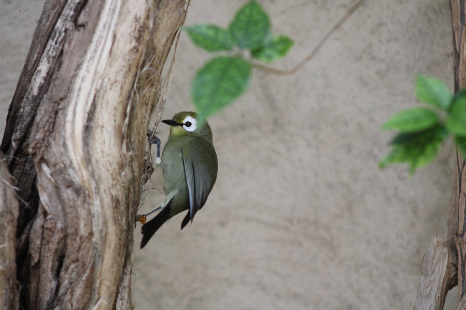 Kilimanjaro White-eye