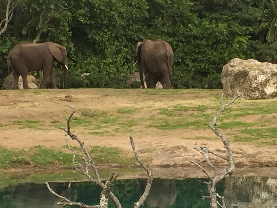 Kiliminjaro Safaris- African Elephant