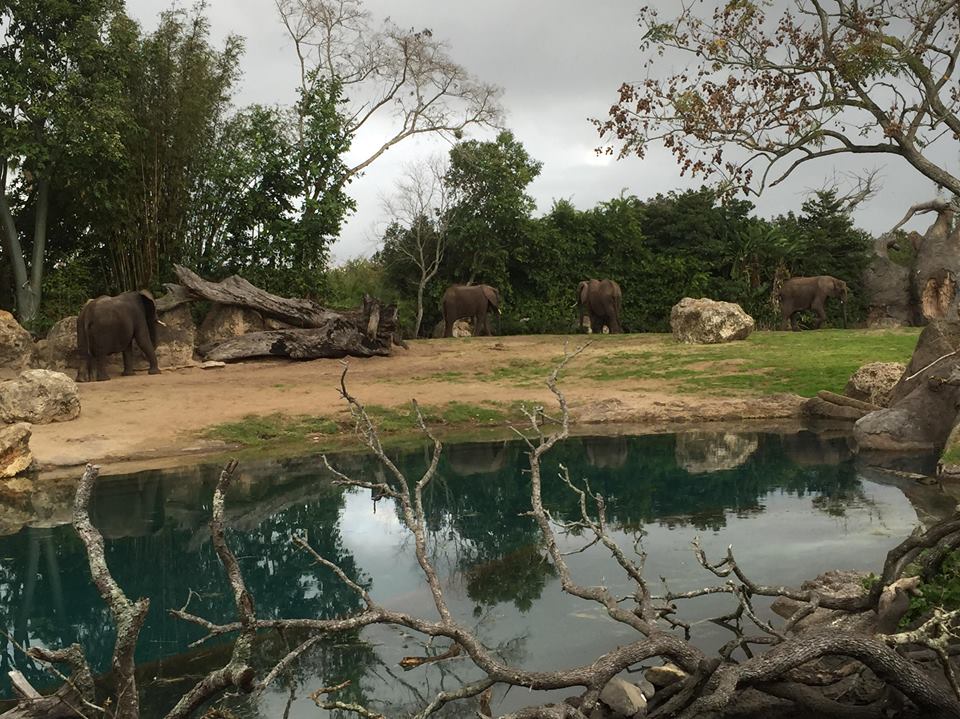 Kiliminjaro Safaris- African Elephant