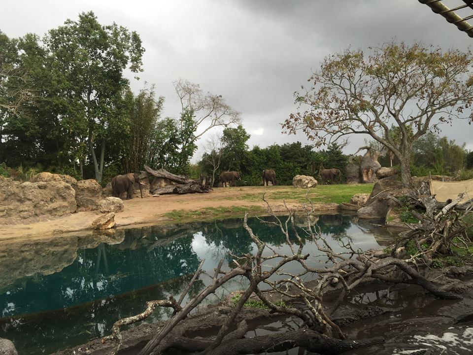 Kiliminjaro Safaris-African Elephant