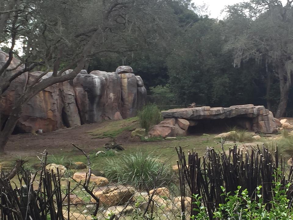 Kiliminjaro Safaris- African Wild Dog/Spotted Hyena