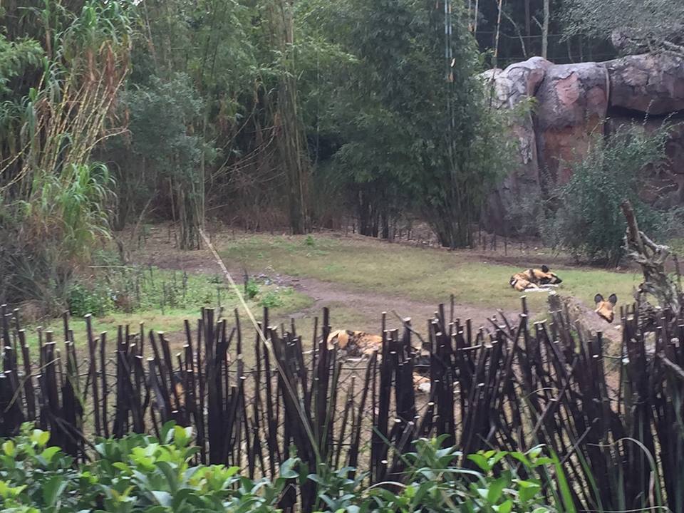 Kiliminjaro Safaris- African Wild Dog/Spotted Hyena