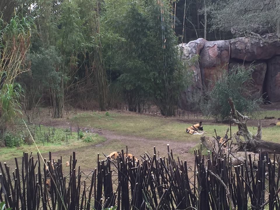 Kiliminjaro Safaris- African Wild Dog/Spotted Hyena