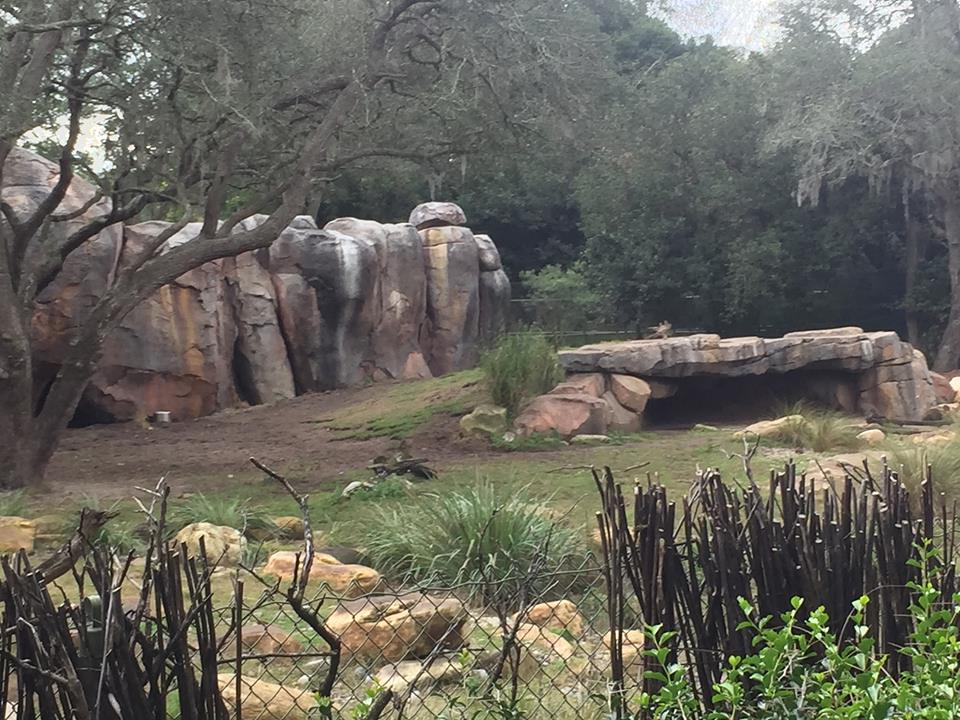 Kiliminjaro Safaris- African Wild Dog/Spotted Hyena