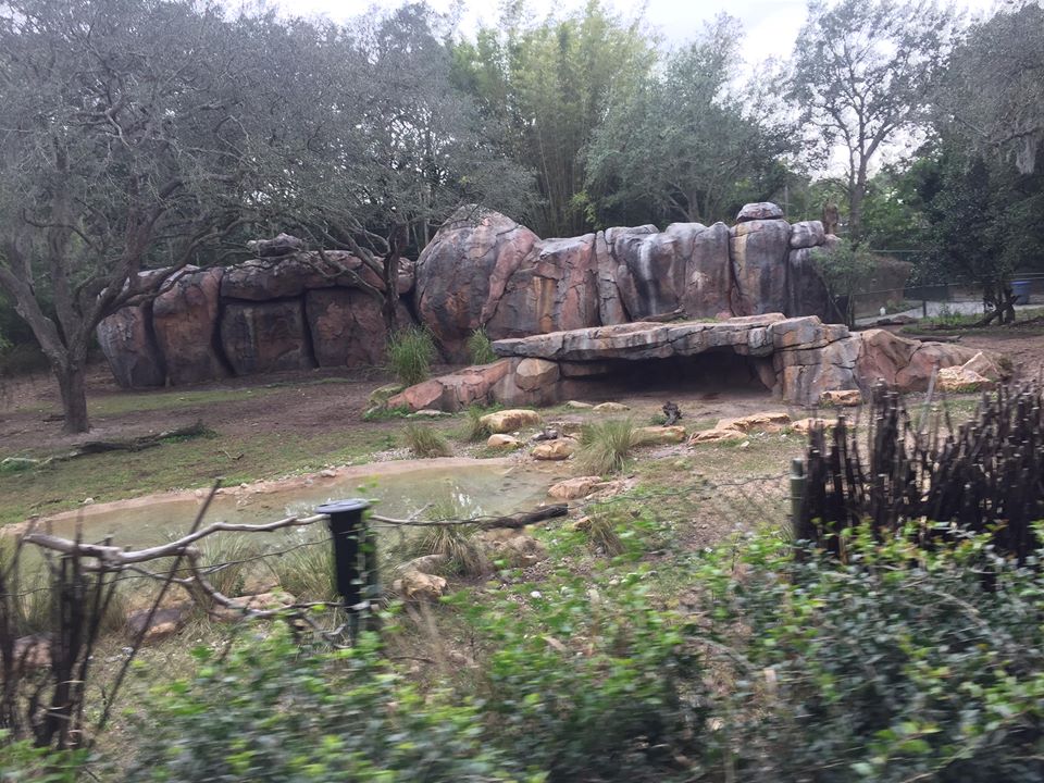 Kiliminjaro Safaris- African Wild Dog/Spotted Hyena