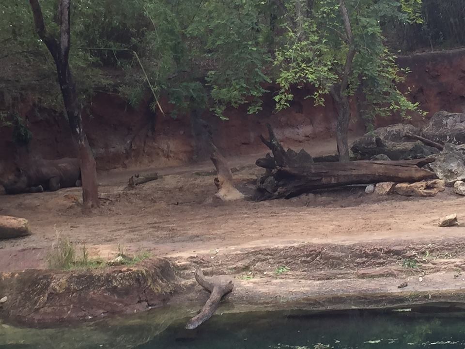 Kiliminjaro Safaris- Black Rhinoceros