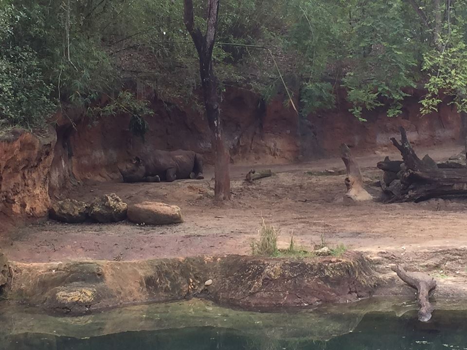 Kiliminjaro Safaris- Black Rhinoceros