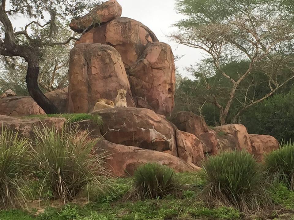 Kiliminjaro Safaris- Lion