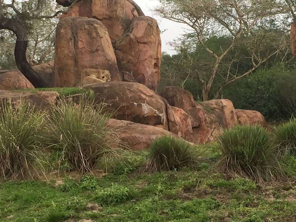 Kiliminjaro Safaris- Lion