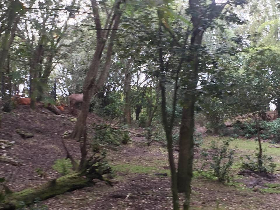 Kiliminjaro Safaris- Little Ituri Forest