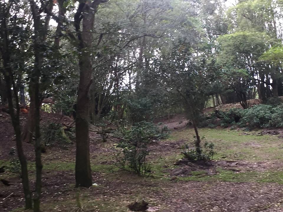 Kiliminjaro Safaris- Little Ituri Forest