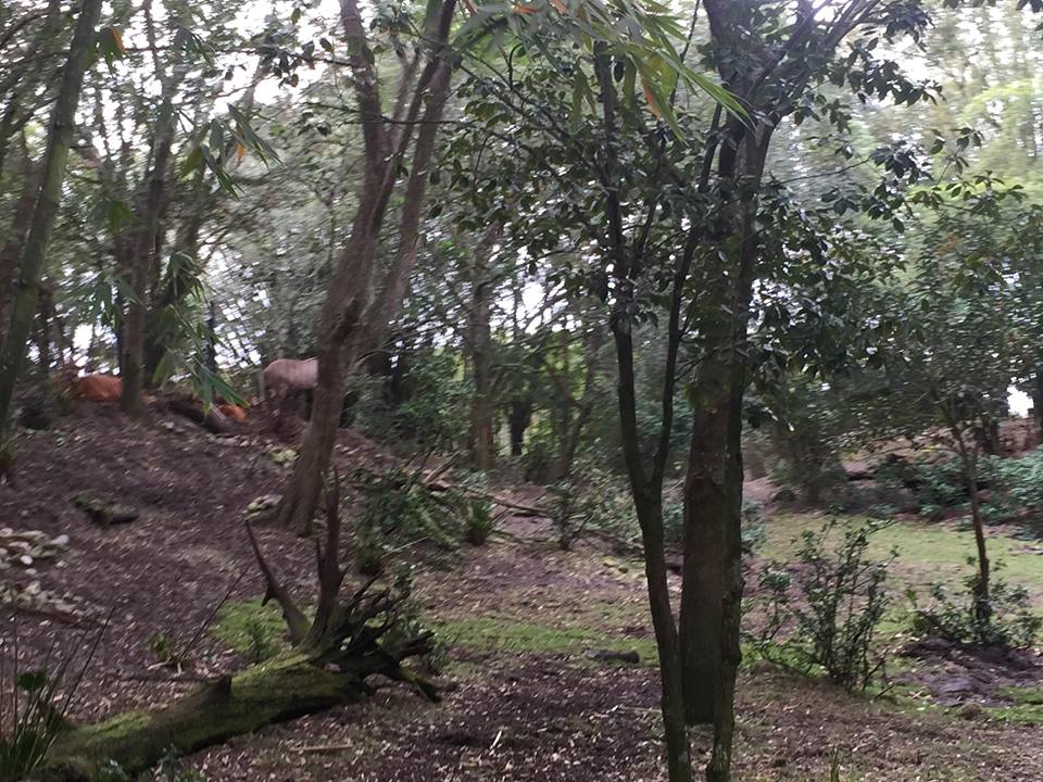 Kiliminjaro Safaris- Little Ituri Forest