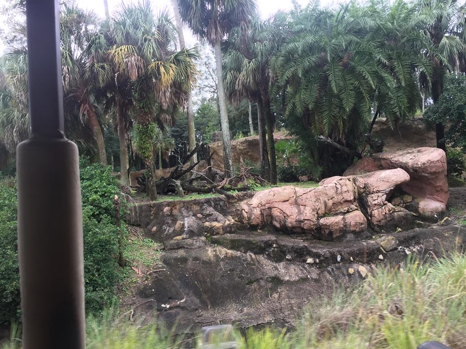 Kiliminjaro Safaris- Mandrill