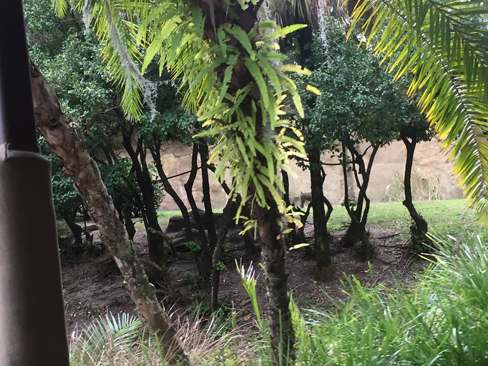 Kiliminjaro Safaris- Mandrill